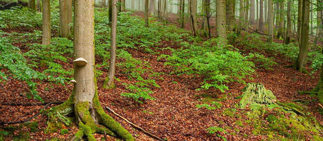 Header Informationen