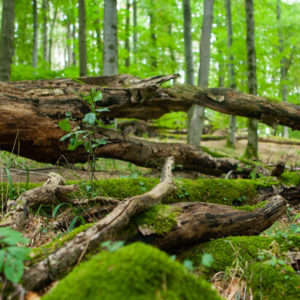 Besonderheiten bei Flächen von ThüringenForst