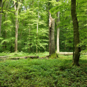 Umfang der Flächen ohne forstliche Nutzung