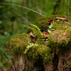 Warum bestehen manche Gebiete aus mehreren Teilgebiete